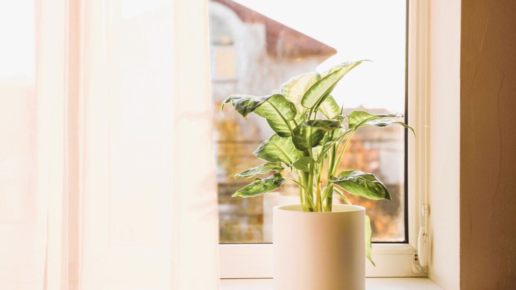 flower on the windowsill